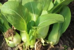 農(nóng)藥殘留速測(cè)儀可以規(guī)范農(nóng)藥的使用嗎？